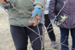 Kurz v�sadby a �ezu strom�