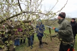 Kurz v�sadby a �ezu strom�